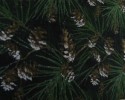 Christmas - Pine Cones and Sprigs of Pine Needles on Green